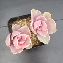 꽃다리 웨스트레인보우금 93 다육식물 다육금 아이만배송