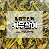 강원도 참나무 건조 겨우살이 500g 겨우살이차 국산