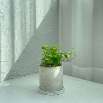 무늬아이비 소형 집들이 선물 실내 공기정화식물 집에서키우기쉬운식물 화분set, 세라믹