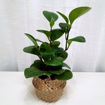 청페페 키우기 페페로미아 실내 공기정화식물 해초화분, 단품