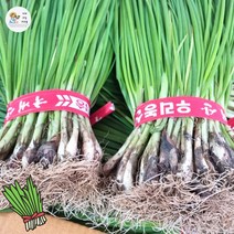야과몰 국내산 싱싱한 흙 쪽파 10kg 20단 내외