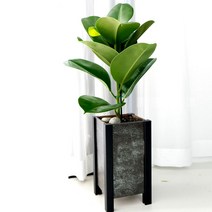 미나의정원 고품격 중형 메세지 선물화분, 1개, 검정-떡갈나무