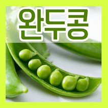완두콩 씨앗 50g 키우기 초록콩 씨 파종재배 초록색 종자
