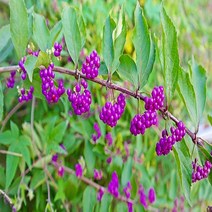 좀작살나무/H1.2M(5주묶음)묘목/b0556