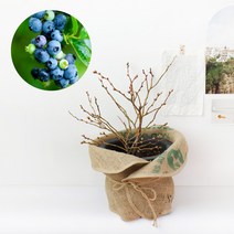 갑조네 블루베리 대품 묘목 나무 과실수 유실수 재배 키우기 개별배송