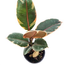 루비수채화 고무나무 (소품) 실내인테리어 공기정화 식물, 1개