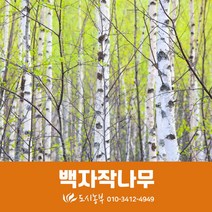 백자작/묘목/2년/20주/자작나무/조경/도시농부/모종