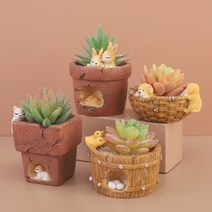 다육이화분 리톱스 아악무 듀가르손 만손초 트리옵스 다육이알뜰장터 다유기 D, 3번