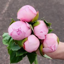 작약 생화 1송이 연핑크 농장직송 생화택배 꽃도매 양재꽃시장