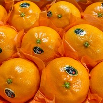 [주부의 선택] 제주 고당도 천혜향 최고급 명절 선물세트, 2. 천혜향 선물용 5KG / 대과 / 15과수 내외