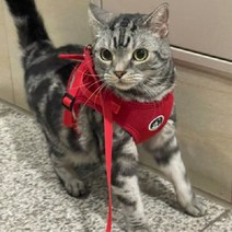 고양이 외출 산책 하네스 리드줄포함 국내제작, 레드