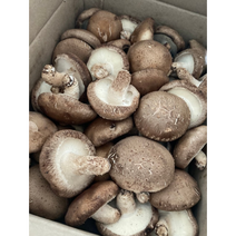 무농약 생표고버섯 1kg 국산 무농약 생표고버섯 햇살머금 명품표고 참나무배지 가정용 가게용 표고버섯, 1kg(중품), 1개