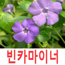 (성실D)야생화 빈카마이너모종(포트) 13개