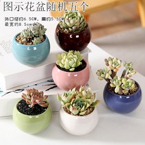 다육화분 다육이 심폴 화분 식물 미니 화분세트, 도자기, 옵션4