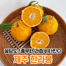제슐랭 제주 제주도 한라봉 당일수확 2kg 3kg 5kg 10kg 택배 설날 설 선물세트, 선물용, 5kg 중과(16-24과 내외)