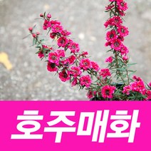 소울라인 호주매화 꽃화분 공기정화식물, 호주매화3900, 1개