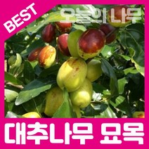 합리적 가격의 다왕자오 대추묘목(사과대추 수퍼왕대추 토종복조대추), 다왕자오(수퍼왕대추)접목묘 중묘