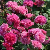 네덜란드 페노게노사 식용장미(Pheno Geno Roses)-테오 클레버스 콘스탄티나, 콘스탄티나(KONSTANTINA)