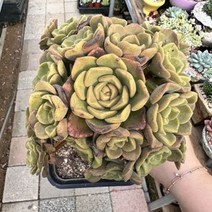 [해와달다육] 릴리패드 다육이, 1개