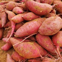 해남 꿀 고구마 밤 햇 10kg 5kg 3kg, d) 3kg 특