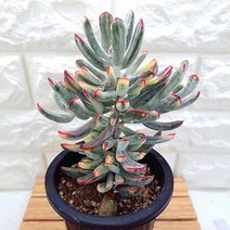 원종 방울복랑금 잘키운 중품 예쁜 다육 식물 랜덤1-150