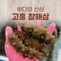 고흥 활 참 해삼 자연산 1kg 손질법 회 제철, 1개