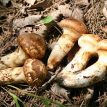 [지구다움]자연산 송이버섯 추석 최고의 선물 특품 1품 2품 가정용, 2등급 500g (선물박스+황금보자기포함)