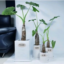 알로카시아 식물인테리어 실내 공기정화식물, 중형, 1개