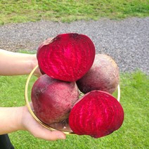 [띠앗농장]햇비트 제주 레드비트 5kg/10kg, 겨울비트 최상품 5kg