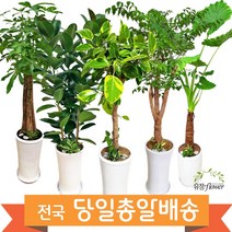 개업 축하 화분 대형 전국 당일배송, 12. 행운목