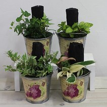 행복한세상 틴 숯정원, 호야, 1개