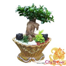 인삼펜다/중대형 공기정화식물/개업선물 이전 집들이/전국2시간당일배송/꽃배달