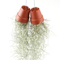 갑조네 수염틸란드시아 (화분) 공기정화식물 먼지먹는식물, 1개