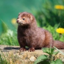 [허니솝] 천연 베이스오일(캐리어오일) 버터 비누만들기재료 화장품만들기재료, C43. 밍크오일 50ml