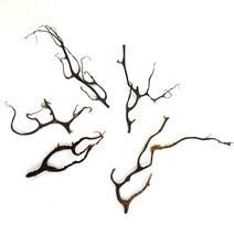 조이어스 캔들만들기 마리모 키우기 산호 바다산호 수초 블랙시판