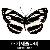 애기세줄나비표본/Neptis sappho