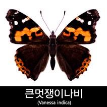 큰멋쟁이나비표본/Vanessa indica
