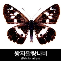 왕자팔랑나비표본/Daimio tethys