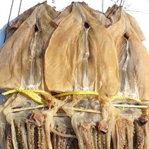 동해안 건오징어 한축 20마리700그램, 20마리, 700g