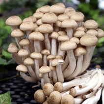 무농약 갈색 만가닥버섯 150g 1봉