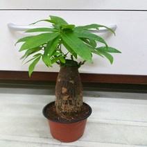 [용이네화원] 이국적인 매력 파키라 소품 050 농원