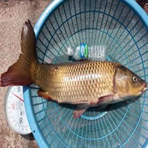 [불로장생] 구례 섬진강 자연산 잉어곰 산모에게 좋은 음식 120ml 30팩