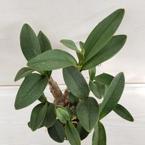 온누리농원 대명석곡, 1개