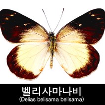 벨리사마나비표본/Delias belisama belisama