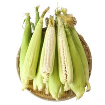 친환경팔도 괴산 대학 찰생옥수수(급냉) 30통, 1box, 하(15cm이하)
