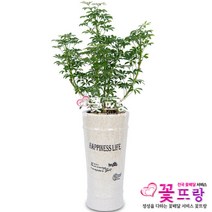 홍콩야자 개업선물/공기정화식물/전국꽃배달서비스