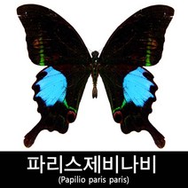 파리스제비나비표본/Papilio paris paris 90mm+-