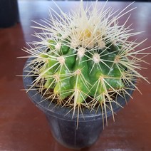 인커피식물카페 금호선인장포트