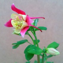 [용이네화원] 봄 야생화 매발톱 049