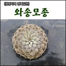 [장수명가] 와송모종(소형모종), 100개